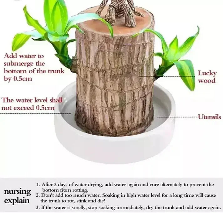 Lucky Brazil Wood Potted Plant