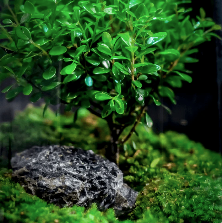 TreeVase™ - Tree of Life