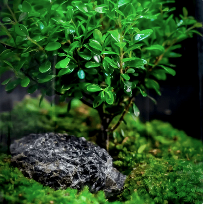 TreeVase™ - Tree of Life
